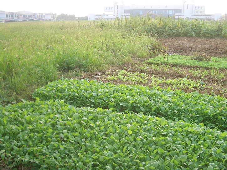 Chicago Urban Farm